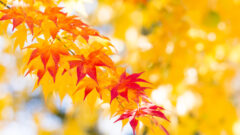 紅葉