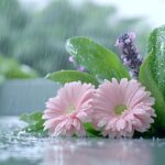 梅雨
